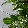 Formatplatten - Black Sun, Verlegebeispiel, Terrasse: 60 x 60 cm